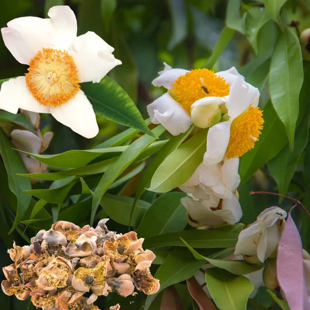 Nagkesar Ayurvedic Benifit