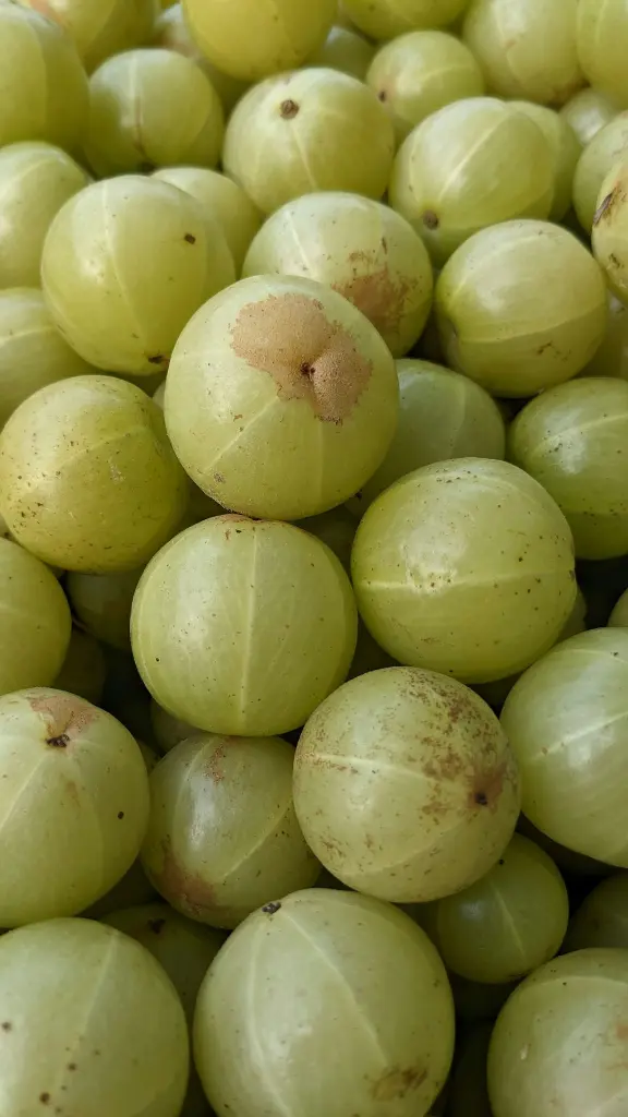 unsplash_JwBhrvKg2k8_amla.webp