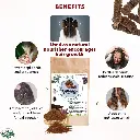 Shikakai powder benefits.webp