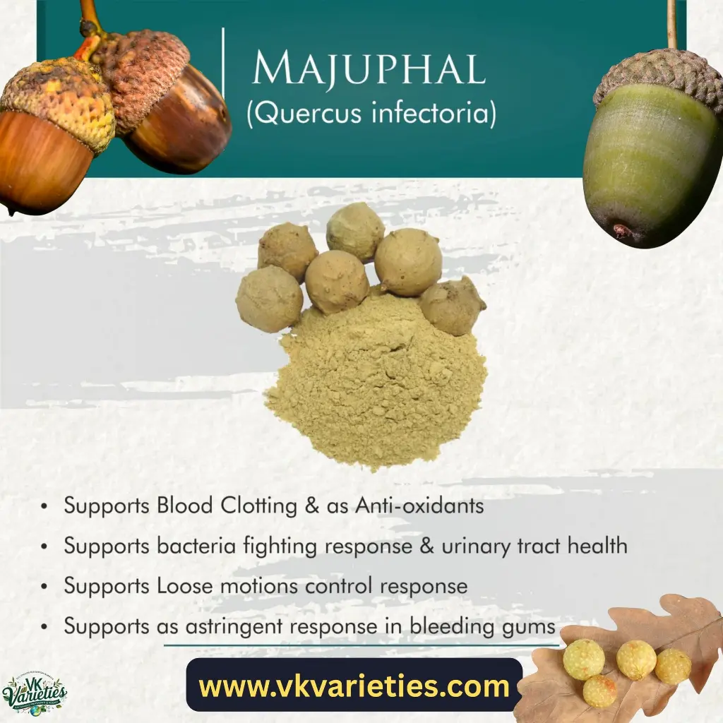 Quercus infectoria common name.webp