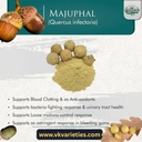Quercus infectoria common name.jpg