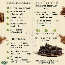 What are the benefits of Jatamansi powder.webp